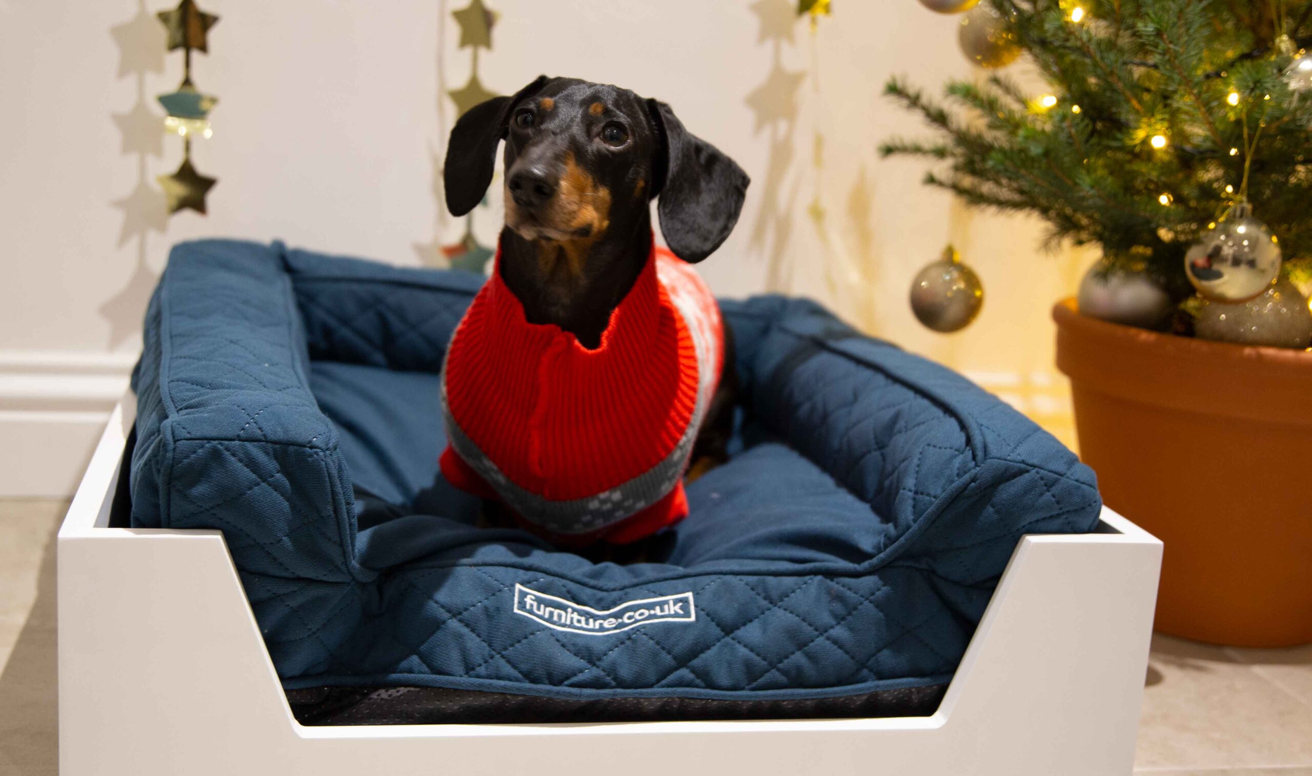 Dog bed at Christmas