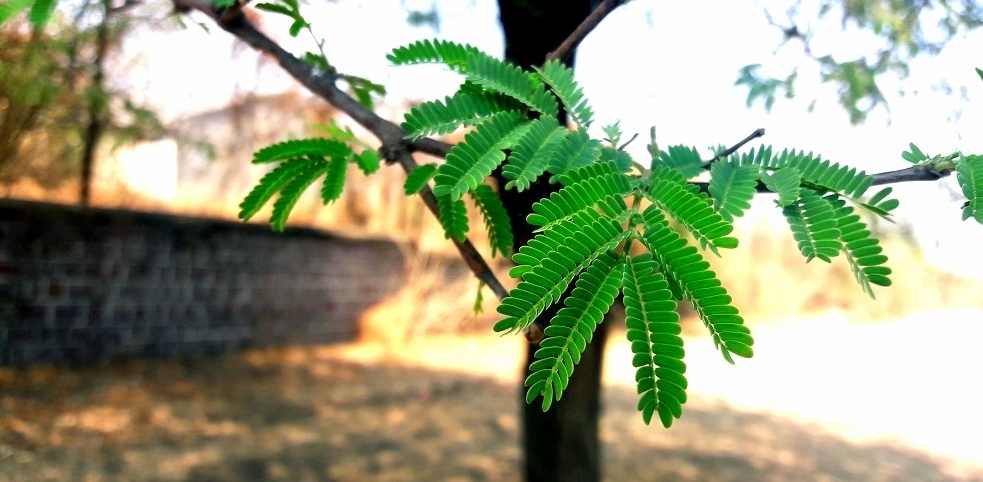 Leaves Of Acacia Tree With Yellow Background.